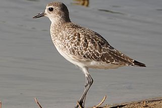 Calidris bairdii - Bairdstrandläufer